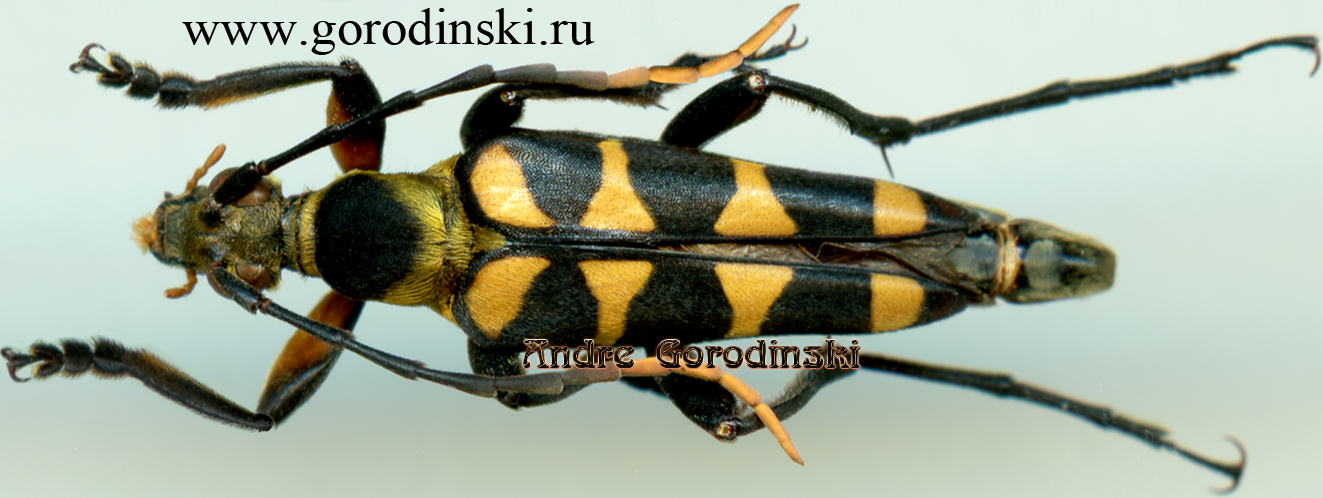http://www.gorodinski.ru/cerambyx/Leptura meridiosinica.jpg